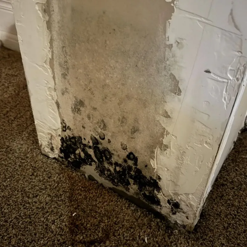 Professional Mold Removal in Midway, NC